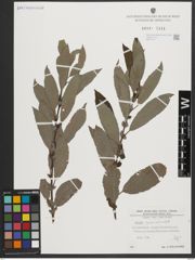 Foto von Salix appendiculata Vill.